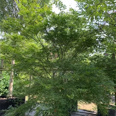 Solitäre 275-300 HP24-191 2150 - Fächerahorn 'Villa Taranto' - Acer palmatum 'Villa Taranto' - Collection