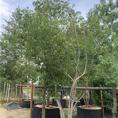Schirmform HP23-8 2730 - Tatarischer Steppenahorn - Acer tataricum - Collection