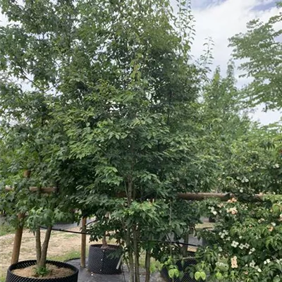 Solitär 150-200 x 300-350 24-A94 1350 - Felsenbirne 'Ballerina' - Amelanchier 'Ballerina' - Collection