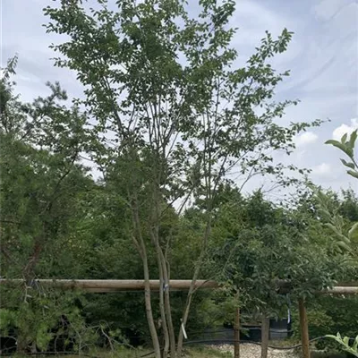 Schirmform 400-450 2850 - Kupfer-Felsenbirne - Amelanchier lamarckii - Collection