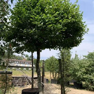 Schirmform 240 - 250 22-51D 7280 - Hainbuche,Weißbuche - Carpinus betulus - Collection