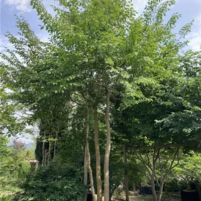dreistämmig Dachform Nr. HP23-46 2750 - Hainbuche,Weißbuche - Carpinus betulus - Collection