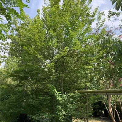 Schirmform HP18A 1850 - Hainbuche,Weißbuche - Carpinus betulus - Collection