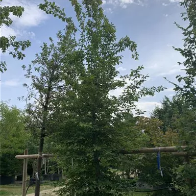 Solitär / EXC 400-450 HP24-233 1885 - Hainbuche,Weißbuche - Carpinus betulus - Collection