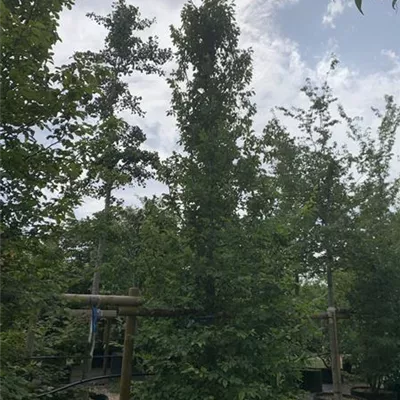 Solitär / EXC 400-450 HP24-234 1885 - Hainbuche,Weißbuche - Carpinus betulus - Collection