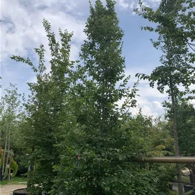 Solitär / EXC 400-450 HP24-234 1885 - Hainbuche,Weißbuche - Carpinus betulus - Collection