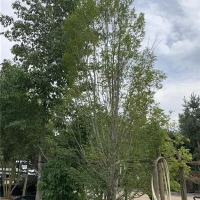Solitär 600-700 24-1318 2100 - Pyramiden-Hainbuche 'Fastigiata' - Carpinus betulus 'Fastigiata' - Collection