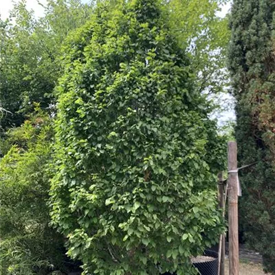 Solitär 275-300 HP24-246 1516 - Säulen-Hainbuche 'Monument' - Carpinus betulus 'Monument' - Collection