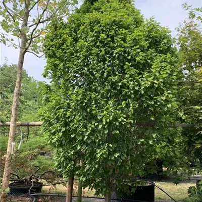 Solitär 275-300 HP24-247 1516 - Säulen-Hainbuche 'Monument' - Carpinus betulus 'Monument' - Collection