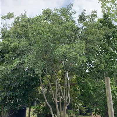 Schirmform 200 - 300 x 300 - 350 22.88B 3800 - Chin. Blumen-Hartriegel - Cornus kousa chinensis - Collection