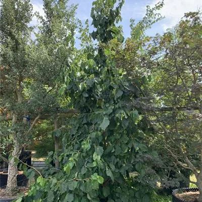 Solitär 350-400 HP24-299 995 - Baumhasel - Corylus colurna - Collection
