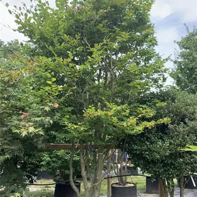 Schirmform 300-350 HP23-4 2730 - Rotbuche - Fagus sylvatica - Collection