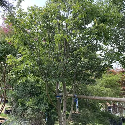 Schirmform 350-400 Nr. HP23-47 2900 - Rotbuche - Fagus sylvatica - Collection