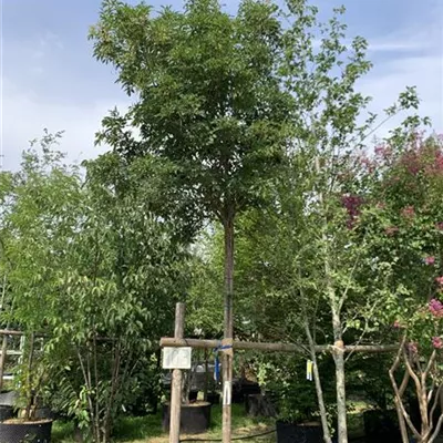 Hochstamm 14 - 16 25-526 853 - Blumenesche 'Obelisk' - Fraxinus ornus 'Obelisk' - Collection