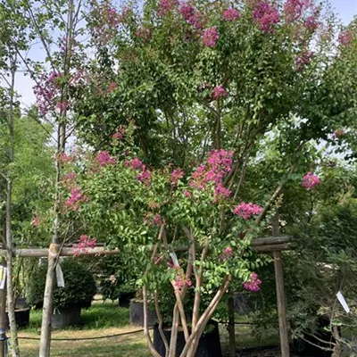 Schirmform 350 - 400 25-525 2250 - Chinesische Kräuselmyrte - Lagerstroemia indica - Collection