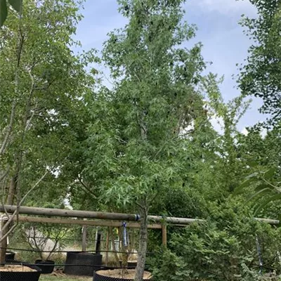 Solitär 450-500 HP24-455 2250 - Amberbaum 'Worplesdon' - Liquidambar styraciflua 'Worplesdon' - Collection