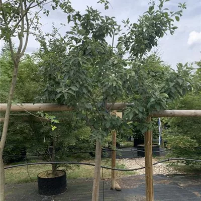 Halbstamm 18-20 HP24-725 820 - Apfel 'Granny Smith' spät - Malus 'Granny Smith' CAC - Collection