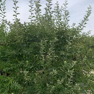 Spalier 160 x 180-200 23-70B + 71B + 72B 885 - Apfel 'Jonagold' mittel - Malus 'Jonagold' CAC - Collection