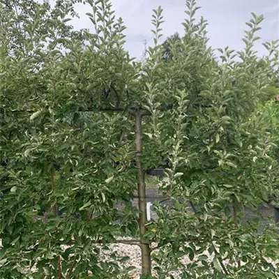Spalier 160 x 180-200 23-70B + 71B + 72B 885 - Apfel 'Jonagold' mittel - Malus 'Jonagold' CAC - Collection