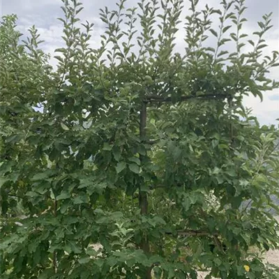 Spalier 160 x 180-200 23-70B + 71B + 72B 885 - Apfel 'Jonagold' mittel - Malus 'Jonagold' CAC - Collection