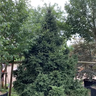 Solitär 275-300 HP24-640 3275 - Fichte - Picea abies 'Ohlendorffii' - Collection