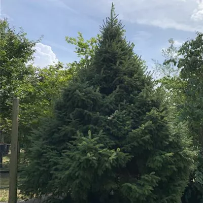 Solitär 275-300 HP24-642 3300 - Serbische Kegelfichte - Picea omorika 'Nana' - Collection