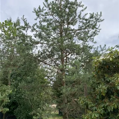 Solitär 600-650 Nr. HP23-40 4560 - Kiefer - Pinus sylvestris - Collection