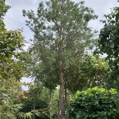Hochstamm 25-515 4910 - Kiefer - Pinus sylvestris - Collection
