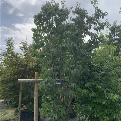 Schirmform HP23-73 2300 - Scharlachkirsche 'Rancho' - Prunus 'Rancho' - Collection