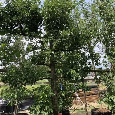 Spalierform / EXC 275x200 HP24-546 3700 - Stadtbirne 'Chanticleer' - Pyrus calleryana 'Chanticleer' - Collection