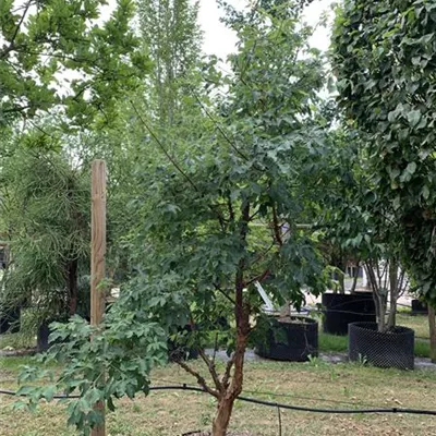 Solitär 200-225 HP24-108 992 - Zimt-Ahorn - Acer griseum - Collection