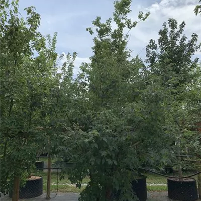 Solitär 175-200 24-E05-E08 1100 - Zimt-Ahorn - Acer griseum - Collection