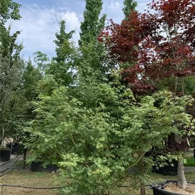 Solitär/EXC 200-225 HP24-121 1290 - Fächerahorn - Acer palmatum - Collection
