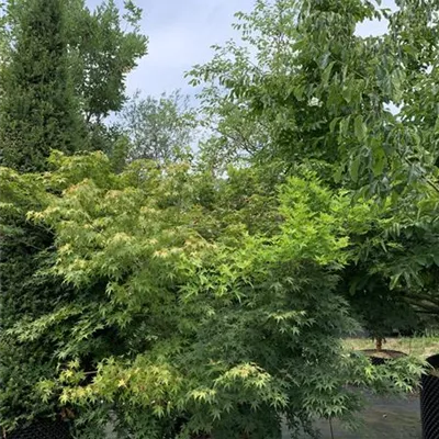 Solitär / EXC 200 - 250 25-653 1410 - Fächerahorn - Acer palmatum - Collection