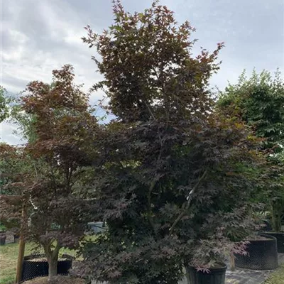 MB 450-500 312.204 4700 - Roter Fächerahorn 'Bloodgood' - Acer palmatum 'Bloodgood' - Collection