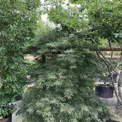 Solitär WA314-133 1248 - Dunkelroter Schlitzahorn 'Dissectum Garnet' - Acer palmatum 'Dissectum Garnet' - Collection