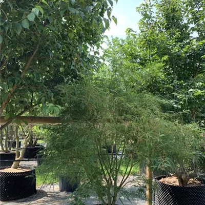 Solitär 100 - 125 25-286 850 - Acer palmatum 'Koto No Ito' - Collection