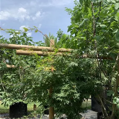 Solitär 125 - 150 25-662 319 - Fächerahorn 'Osakazuki' - Acer palmatum 'Osakazuki' - Collection