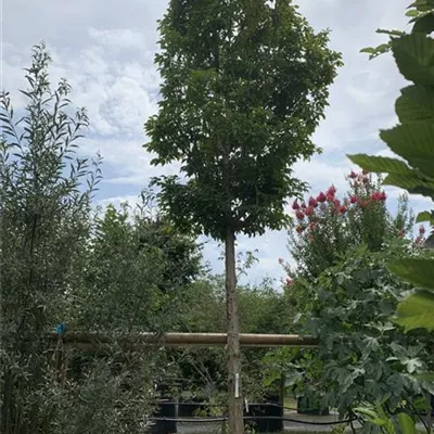 Hochstamm 30 - 35 25-643 2816 - Rotahorn - Acer rubrum - Collection