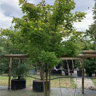 Schirmform 250-275 WA312-108 2350 - Japanischer Goldahorn 'Aureum' - Acer shirasawanum 'Aureum' - Collection