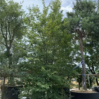 Sol 400-450, Nr. 49, 2400 - Hainbuche,Weißbuche - Carpinus betulus - Collection