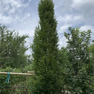 Solitär WA314-135 1640 - Pyramiden-Hainbuche 'Fastigiata' - Carpinus betulus 'Fastigiata' - Collection