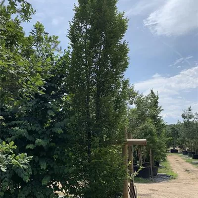 Solitär 450 - 500 25-385 1723 - Pyramiden-Hainbuche 'Fastigiata' - Carpinus betulus 'Fastigiata' - Collection