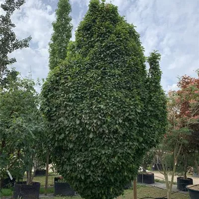 Solitär 300-350 HP24-242 2107 - Säulen-Hainbuche 'Monument' - Carpinus betulus 'Monument' - Collection