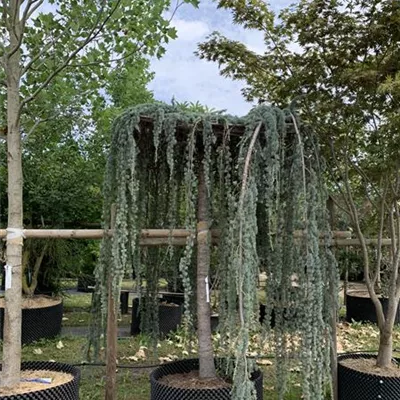 Hochstamm 25-30 HP24-9 2200 - Libanon-Zeder 'Glauca Pendula' - Cedrus libani 'Glauca Pendula' - Collection