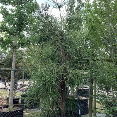 Solitär 275-300 HP24-624 1737 - Sicheltanne 'Araucarioides' - Cryptomeria japonica 'Araucarioides' - Collection