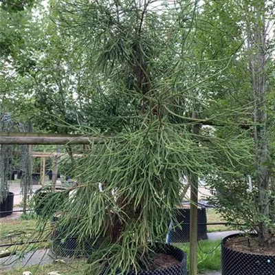Solitär 275-300 HP24-624 1737 - Sicheltanne 'Araucarioides' - Cryptomeria japonica 'Araucarioides' - Collection