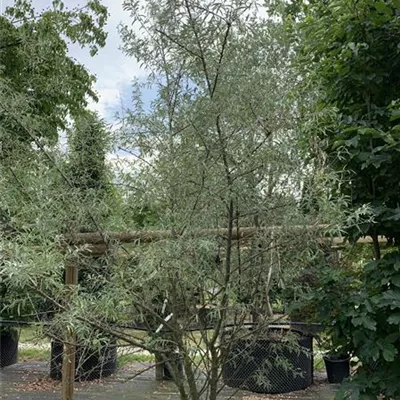 Solitär 350 - 400 25-479 1087 - Schmalblättrige Ölweide - Elaeagnus angustifolia - Collection