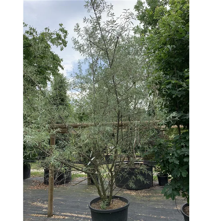 Schmalblättrige Ölweide - Elaeagnus angustifolia - Collection