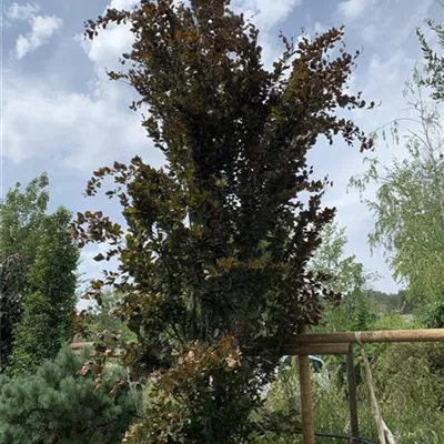 Solitär / EXC 400-450 HP24-355 2545 - Säulen-Blutbuche 'Dawyck Purple' - Fagus sylvatica 'Dawyck Purple' - Collection